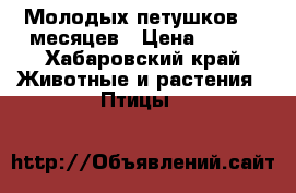 Молодых петушков, 8 месяцев › Цена ­ 800 - Хабаровский край Животные и растения » Птицы   